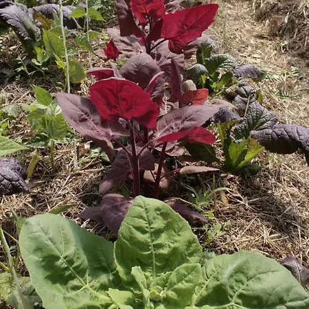 فندق مبيت وإفطار Cascina Foresto 3*