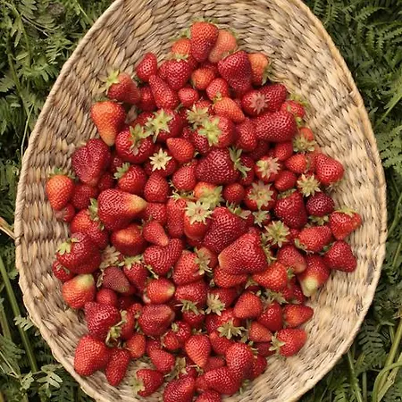 Alojamento de Acomodação e Pequeno-almoço Cascina Foresto 3*